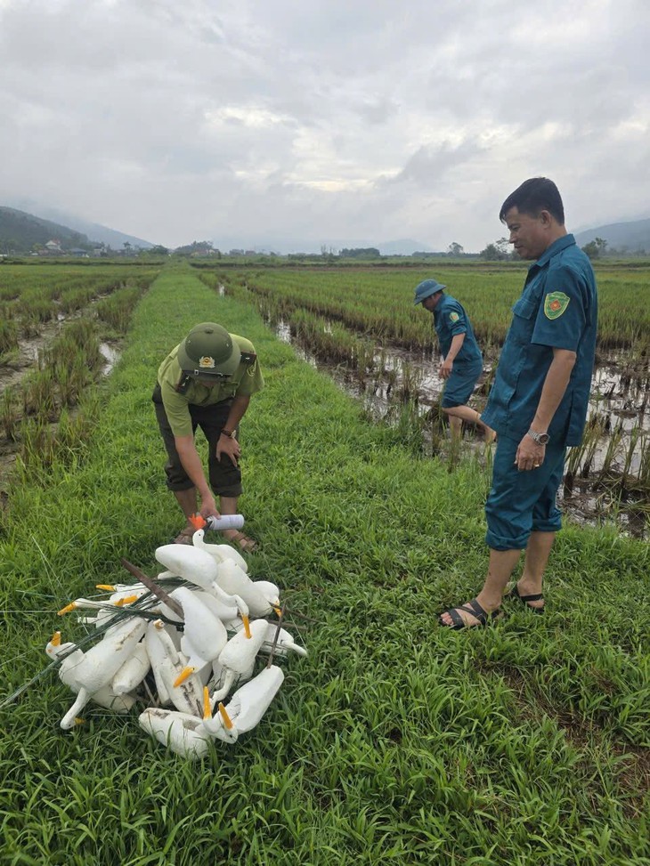 Hàng nghìn con cò trắng kéo về cánh đồng Nghệ An - Ảnh 2.