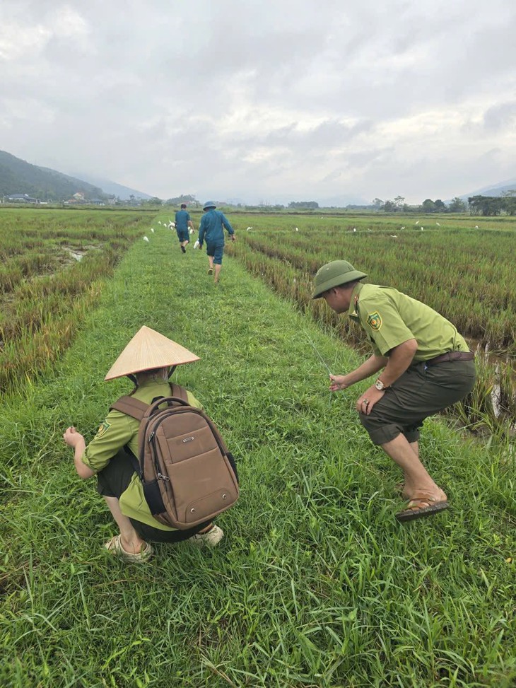 Hàng nghìn con cò trắng kéo về cánh đồng Nghệ An - Ảnh 4.