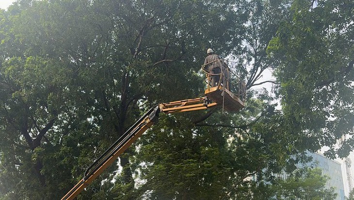 Hà Nội chăm sóc gần 70.000 cây xanh thế nào để đẹp phố, an toàn mùa bão?- Ảnh 1.