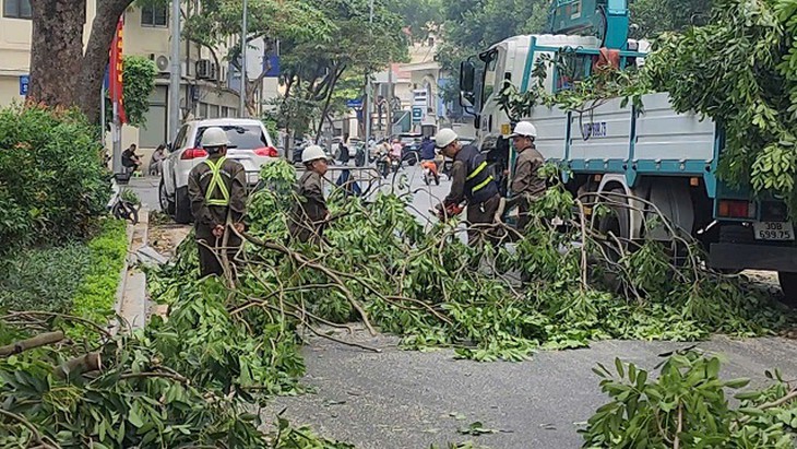 Hà Nội chăm sóc gần 70.000 cây xanh thế nào để đẹp phố, an toàn mùa bão?- Ảnh 4.