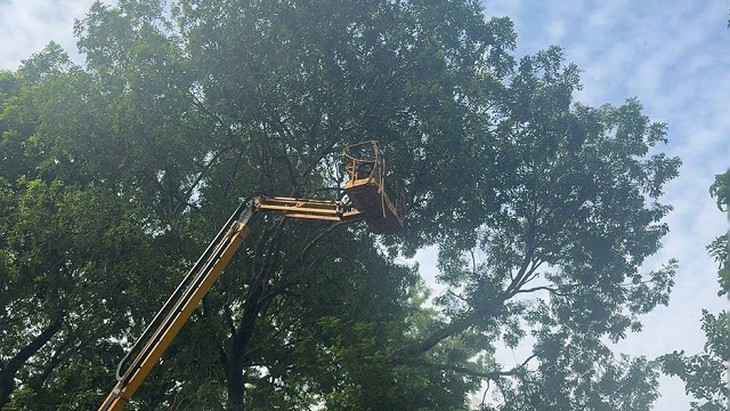 Hà Nội chăm sóc gần 70.000 cây xanh thế nào để đẹp phố, an toàn mùa bão?- Ảnh 2.