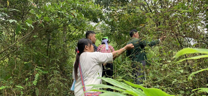 Dược liệu bản địa trước nguy cơ mai một: Làm gì để bảo tồn? - Ảnh 1.