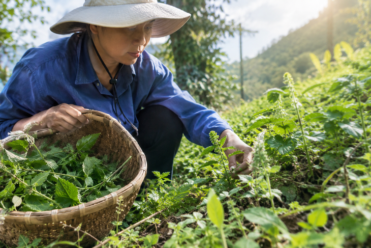 Trồng dược liệu an toàn: Người dân cần thay đổi những gì? - Ảnh 2.