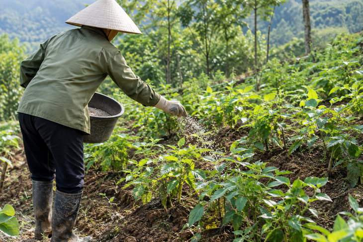 Trồng dược liệu an toàn: Người dân cần thay đổi những gì? - Ảnh 1.