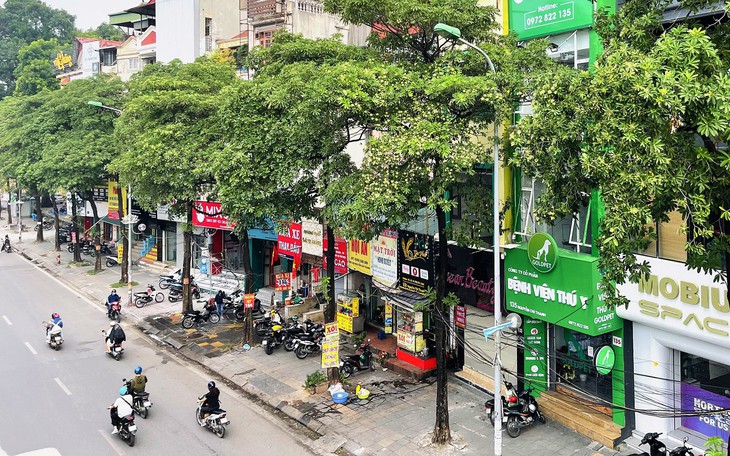 Hà Nội cắt tỉa hoa sữa, người dân tranh thủ nhặt mang về - Ảnh 1.