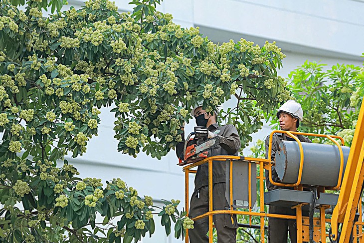 Hà Nội cắt tỉa hoa sữa, người dân tranh thủ nhặt mang về - Ảnh 2.