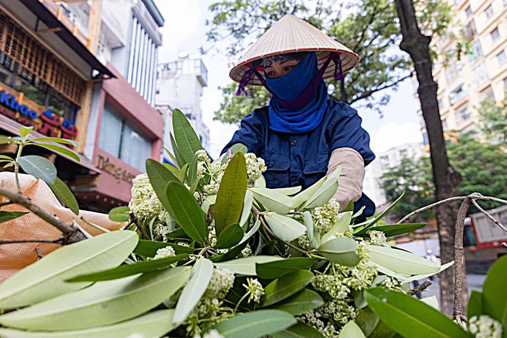 Hà Nội cắt tỉa hoa sữa, người dân tranh thủ nhặt mang về - Ảnh 4.