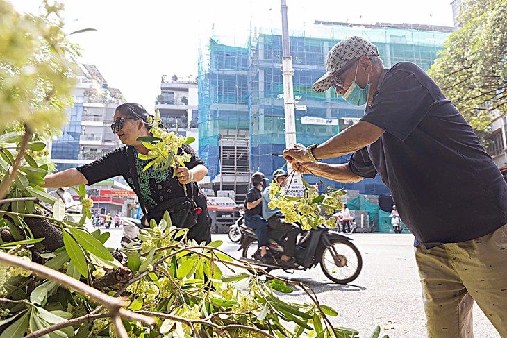 Hà Nội cắt tỉa hoa sữa, người dân tranh thủ nhặt mang về - Ảnh 5.