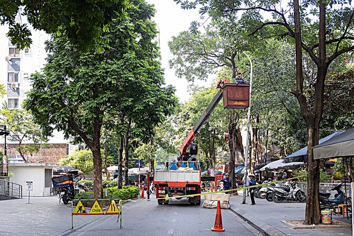 Hà Nội cắt tỉa hoa sữa, người dân tranh thủ nhặt mang về - Ảnh 1.