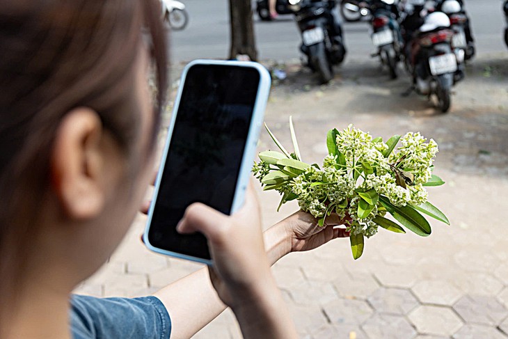 Hà Nội cắt tỉa hoa sữa, người dân tranh thủ nhặt mang về - Ảnh 7.