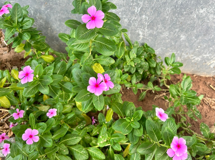 Cây dừa cạn nấu nước uống có tác dụng gì? - Ảnh 1.