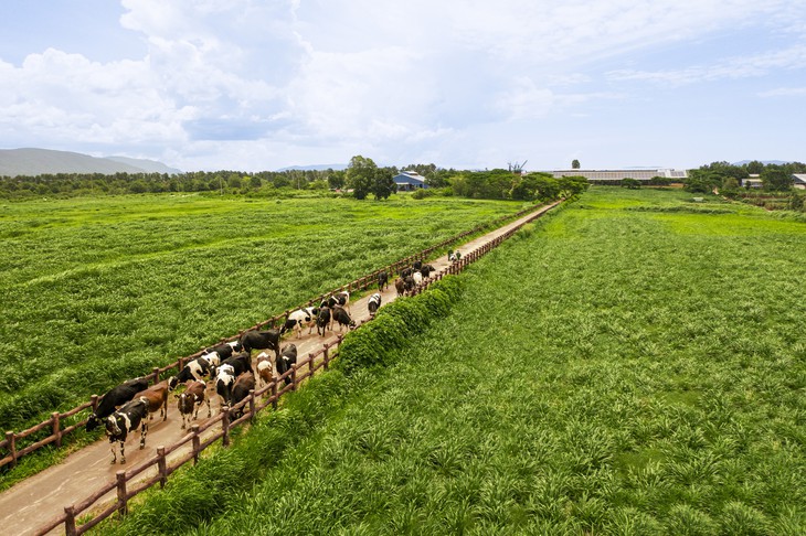 18 năm đạt Thương hiệu Quốc gia và hành trình không ngừng nâng chuẩn của Vinamilk- Ảnh 3.