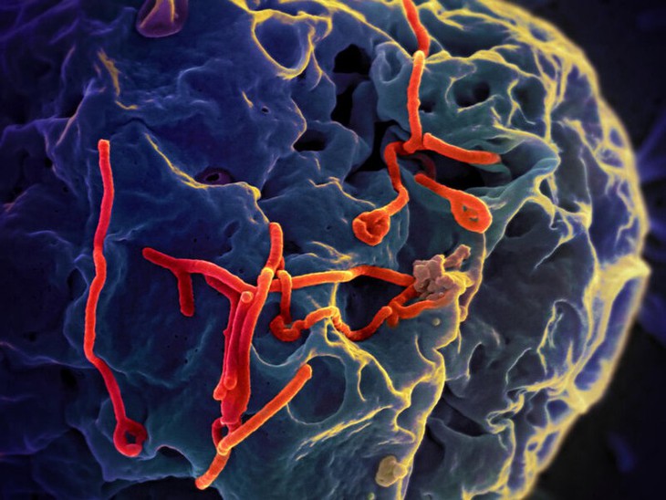 Ebola và Marburg nguy hiểm như thế nào? Đường lây truyền và cách phòng bệnh - Ảnh 1.