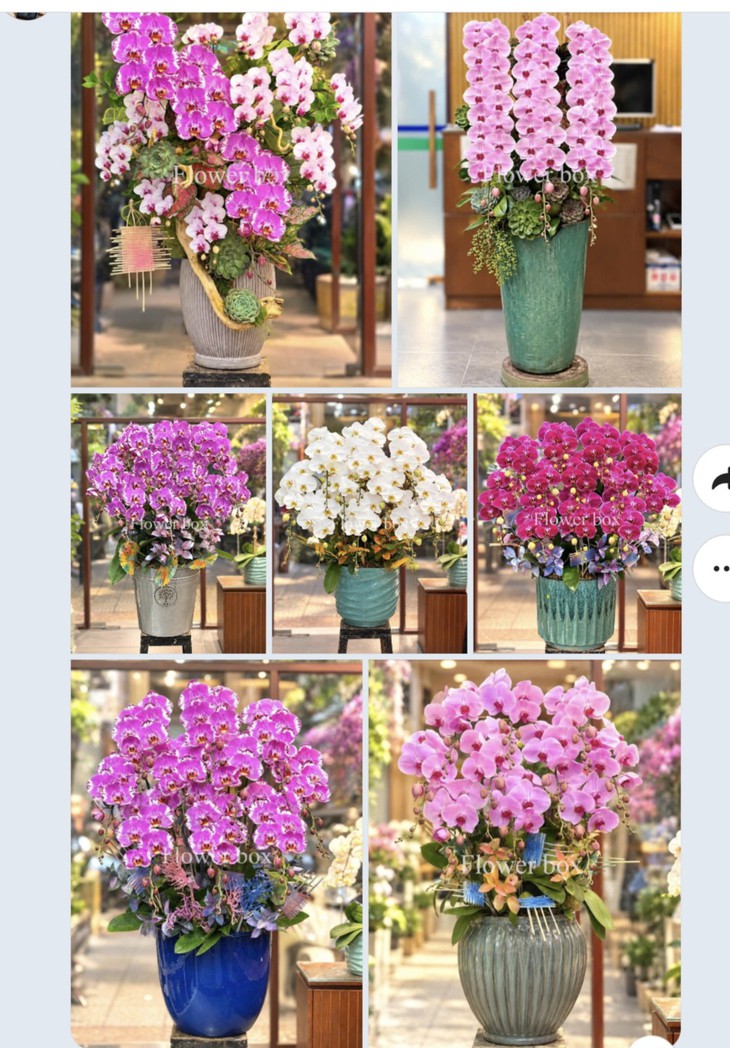 Quà 20/10 độc lạ: Hoa hồng in hình áo dài, lan hồ điệp 5 triệu đồng/chậu- Ảnh 2.