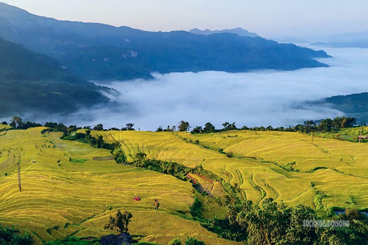 Hồng Thái mùa lúa chín, sắc vàng trải dài giữa biển mây- Ảnh 1.