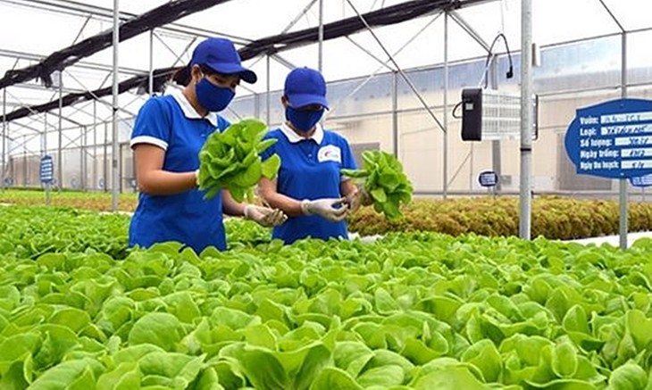 TPHCM hướng tới hợp tác xã kiểu mới, làm ăn hiệu quả- Ảnh 1.