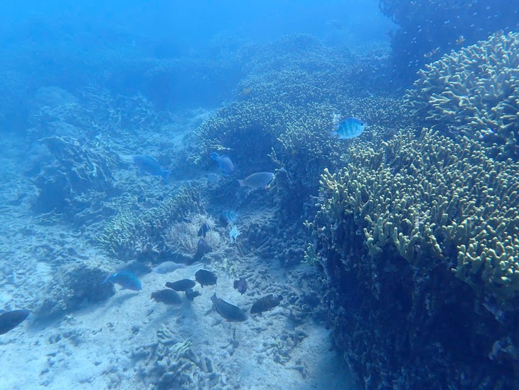 Hình ảnh ấn tượng ‘rừng san hô’ vươn dậy dưới biển Nha Trang - Ảnh 4.