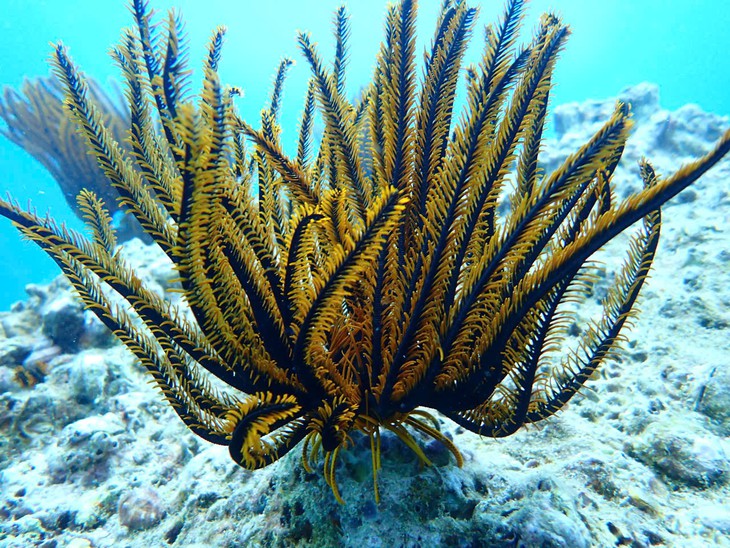 Hình ảnh ấn tượng ‘rừng san hô’ vươn dậy dưới biển Nha Trang - Ảnh 7.