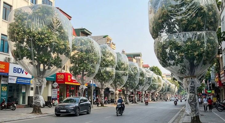 Loạt ảnh độc lạ về trend hoa sữa: Từ đồ uống đến quà tặng 20/10 - Ảnh 2.