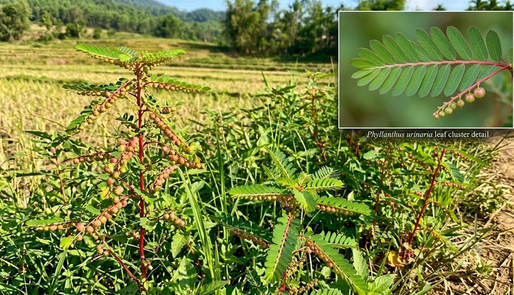 Cây chó đẻ -  - Ảnh 1.
