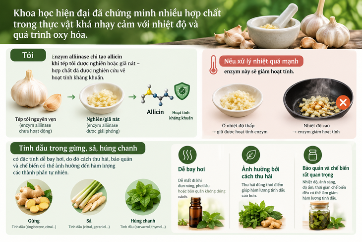 Triết lý Nam dược Việt Nam - Từ sự giản dị đến tư duy khoa học- Ảnh 1.