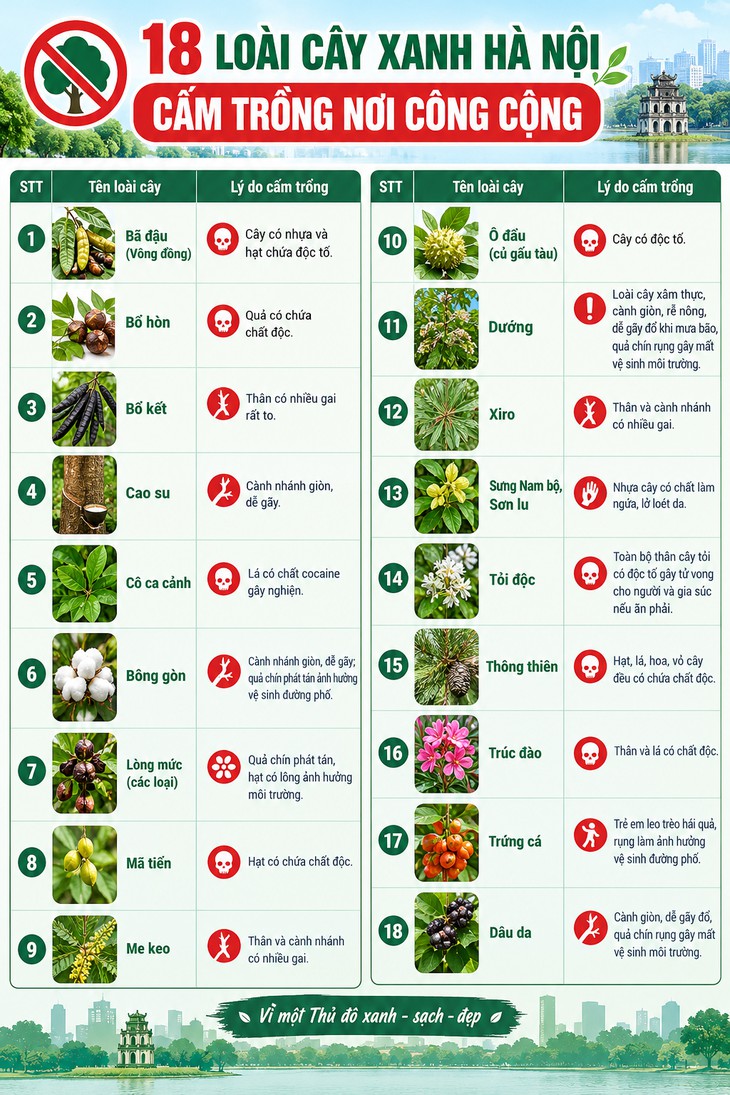 18 loài cây xanh Hà Nội cấm trồng nơi công cộng - Ảnh 1.
