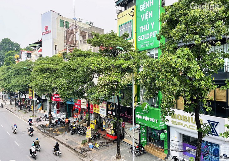 Tại sao Hà Nội trồng nhiều cây hoa sữa?- Ảnh 2.