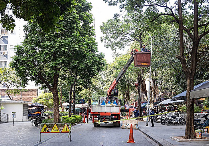 Tại sao Hà Nội trồng nhiều cây hoa sữa?- Ảnh 3.