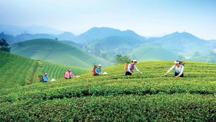 Từ cây thuốc đến du lịch xanh: Mở hướng phát triển kinh tế vùng- Ảnh 2.