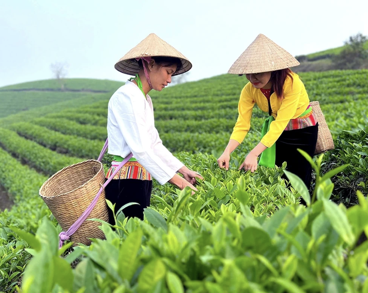 Từ cây thuốc đến du lịch xanh: Mở hướng phát triển kinh tế vùng- Ảnh 1.