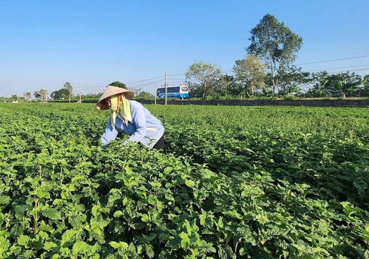 Từ những chuyến đi tìm cây thuốc đến hành trình bảo tồn giá trị dược liệu Việt - Ảnh 2.