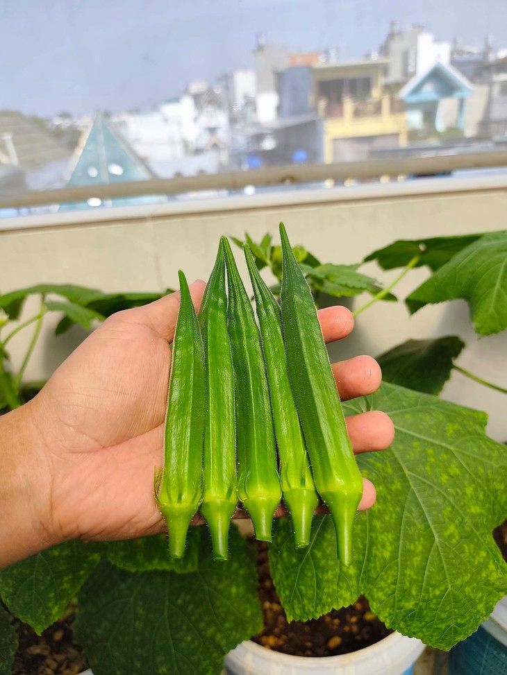 Đậu bắp vị thuốc quý dân dã giúp hạ đường huyết và bảo vệ tim mạch - Ảnh 1.