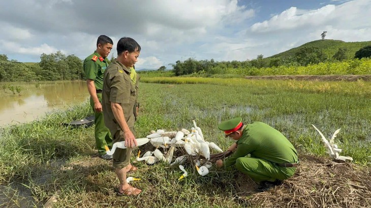 Hơn 1.000 cá thể chim hoang dã được giải cứu và tái thả về tự nhiên- Ảnh 1.