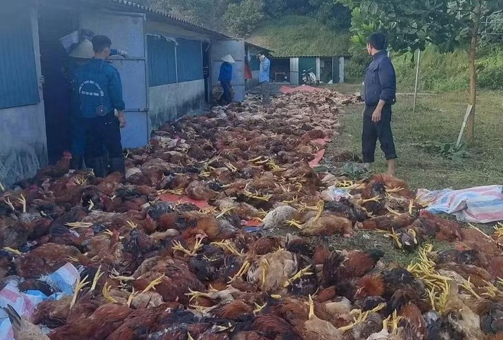 Hơn 3.000 con gà sắp xuất bán chết do chập điện- Ảnh 1.