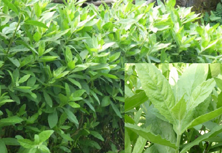 Cúc tầnLoại cây trồng làm bờ rào nhưng chữa cảm cúm, xương khớp cực tốt - Ảnh 1.