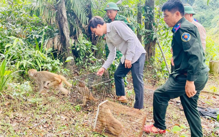 Phát hiện cặp rùa quý hiếm khi cuốc đất trong vườn - Ảnh 3.