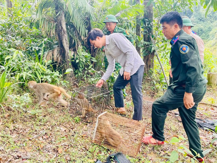 Thả nhiều cá thể động vật hoang dã quý hiếm về rừng- Ảnh 2.