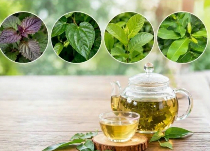 4 loại lá thảo dược trong vườn giảm acid uric tốt cho người bệnh gout (gút) - Ảnh 1.