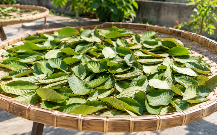 Nên bảo để trà lá ổi trong tủ lạnh bao lâu? - Ảnh 1.