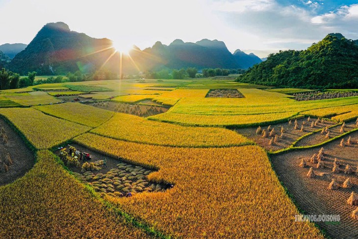 Mùa vàng rực rỡ nơi biên cương Trùng Khánh - Ảnh 1.