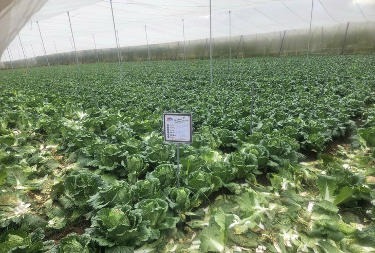 MM Mega Market Việt Nam phát triển bền vững chuỗi cung ứng nông sản an toàn- Ảnh 2.