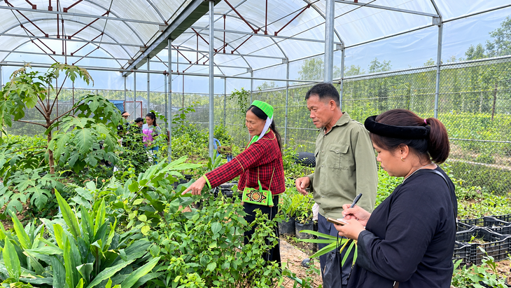 Khi người dân trở thành mắt xích trong chuỗi giá trị dược liệu - Ảnh 1.