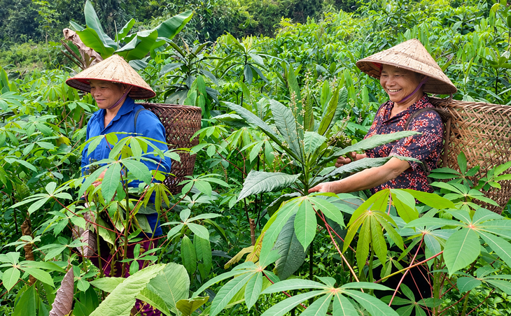 Khi người dân trở thành mắt xích trong chuỗi giá trị dược liệu - Ảnh 2.