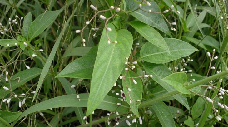 Cây mơ dại có tác dụng chữa bệnh gì? - Ảnh 1.
