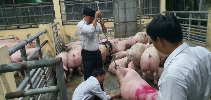 Hơn 10.000 tấn heo dùng chất cấm đã được đưa ra thị trường - Ảnh 5.