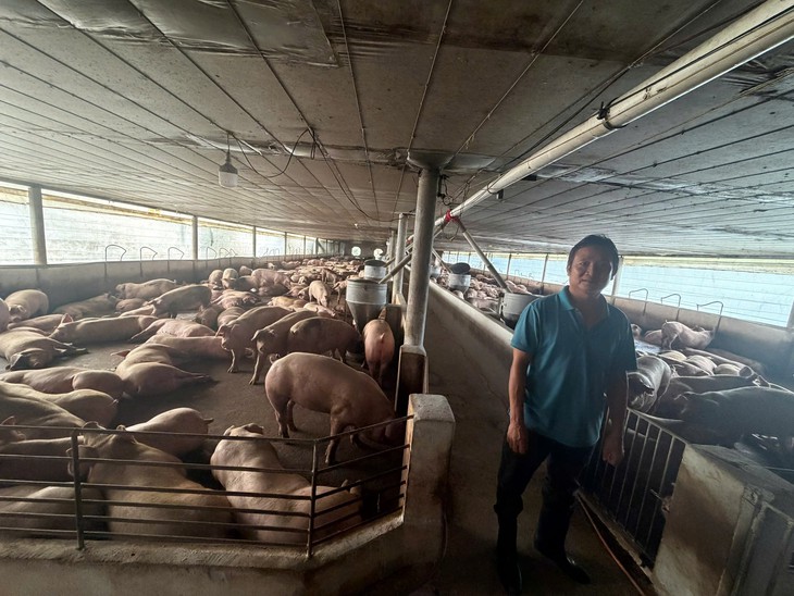 Hơn 10.000 tấn heo dùng chất cấm đã được đưa ra thị trường - Ảnh 6.