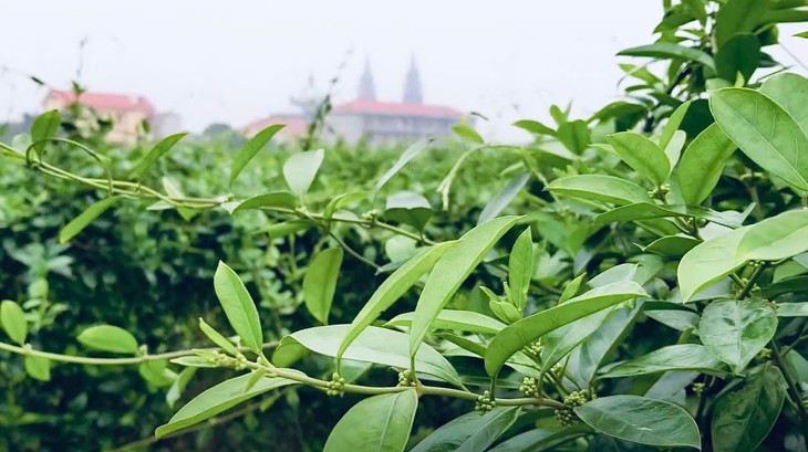Chủ động nguồn giống, tạo nền tảng cho vùng dược liệu Việt - Ảnh 1.