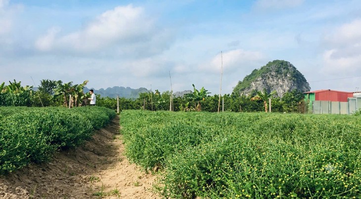Chủ động nguồn giống, tạo nền tảng cho vùng dược liệu Việt - Ảnh 2.