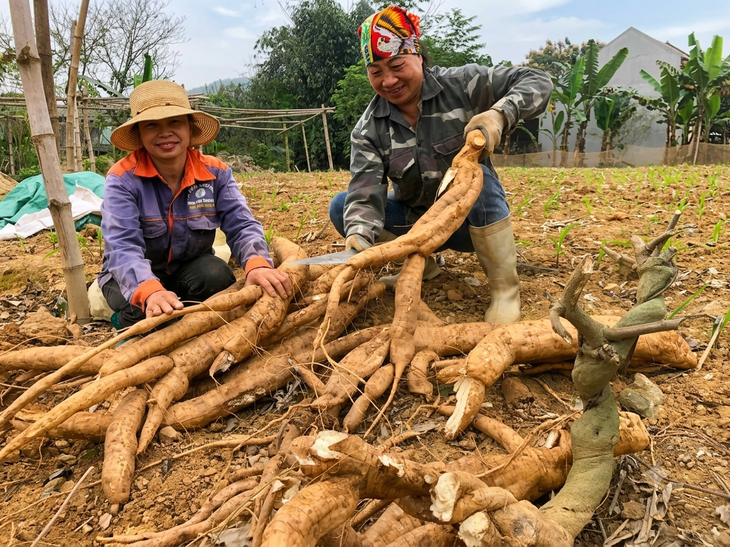 Công nghệ cao trong chế biến dược liệu: Giữ hoạt chất, nâng giá trị cây thuốc- Ảnh 1.