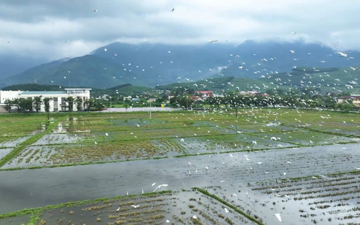 Hàng nghìn con cò trắng kéo về cánh đồng Nghệ An - Ảnh 5.